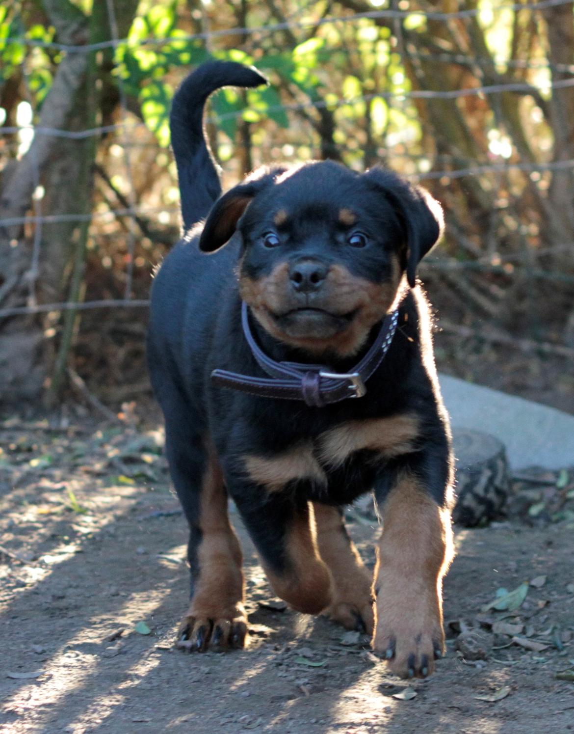 Rottweiler Tiger billede 6