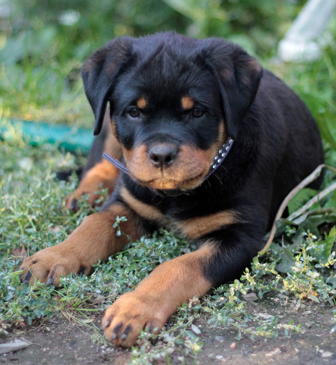 Rottweiler Tiger billede 7