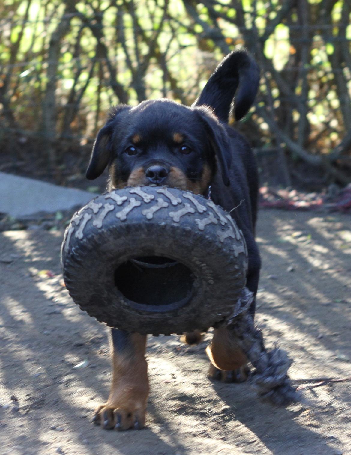 Rottweiler Tiger billede 8