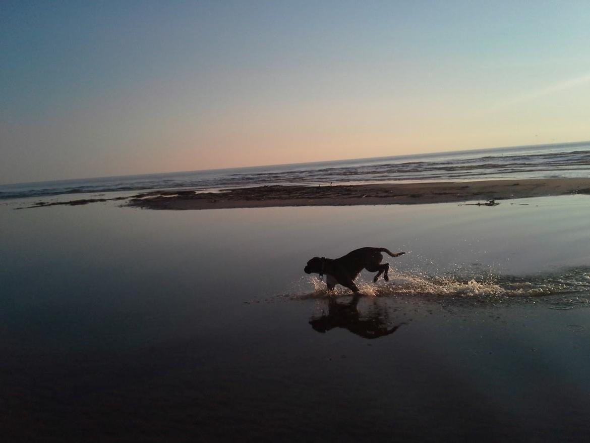 Boxer Mickey billede 1