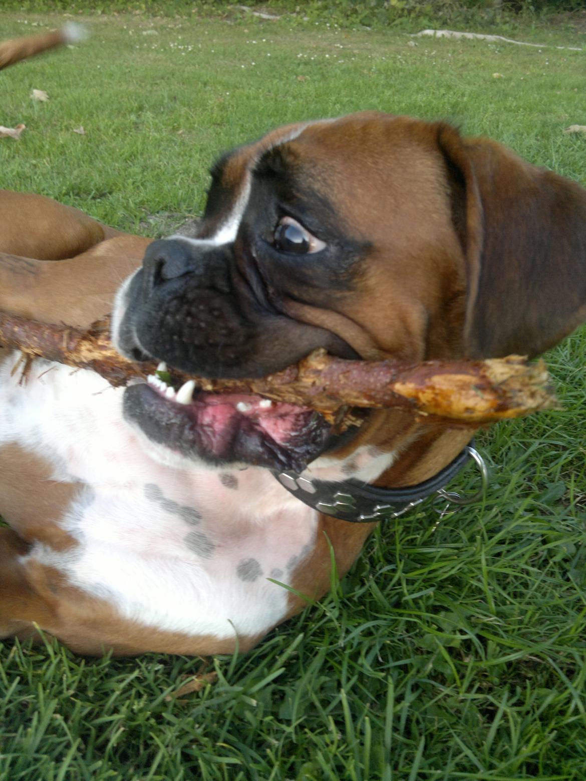 Boxer Mickey billede 3