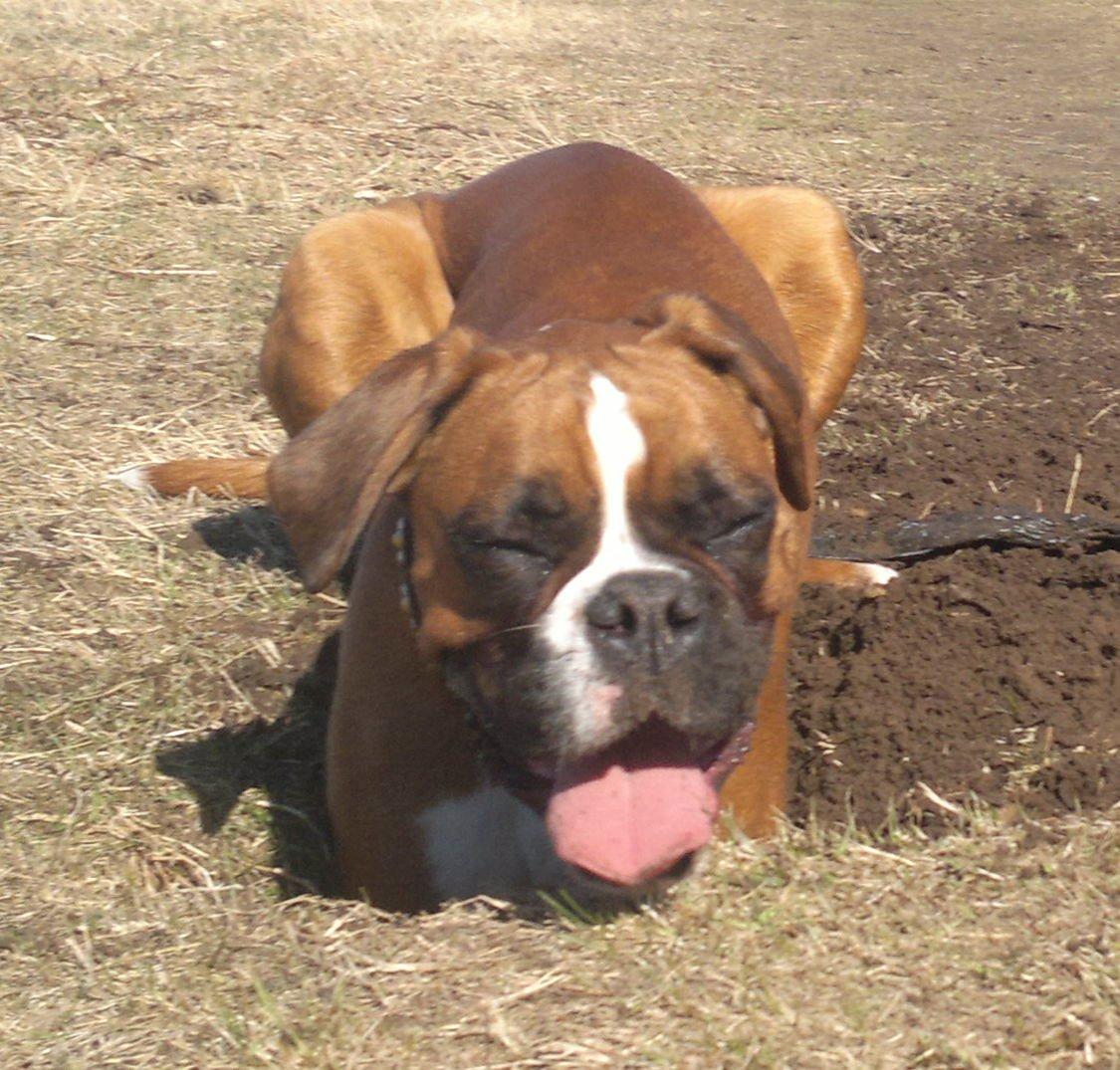 Boxer Mickey - Bliver det for varmt, så graver man da bare et hul og ligger sig i.  billede 4