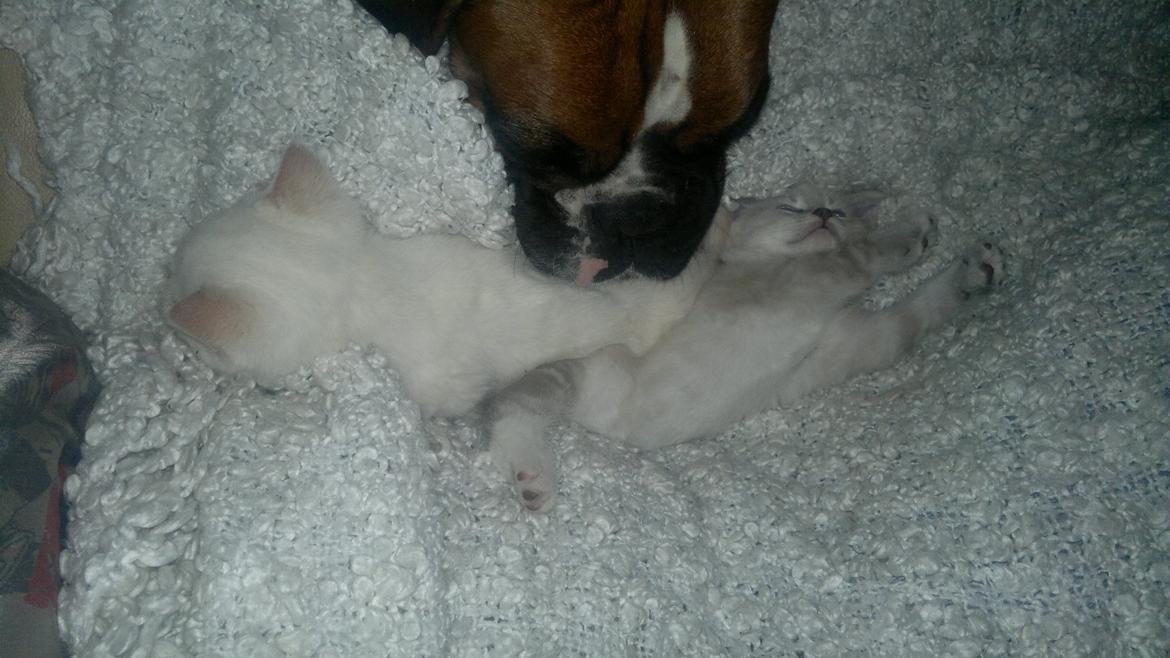 Boxer Mickey billede 5