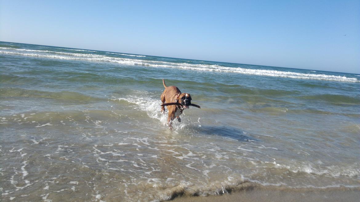 Boxer Mickey - Det bedste Mickey ved er vand og apport med pind.  billede 6