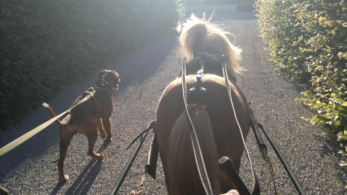 Boxer Mickey - På aften tur med vores pony Maxi og Mickey.  billede 7