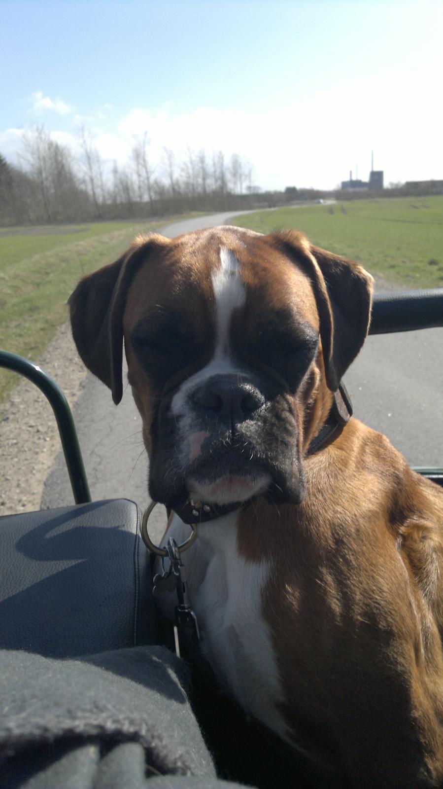 Boxer Mickey - Nyder en tur i hestevogn.  billede 10