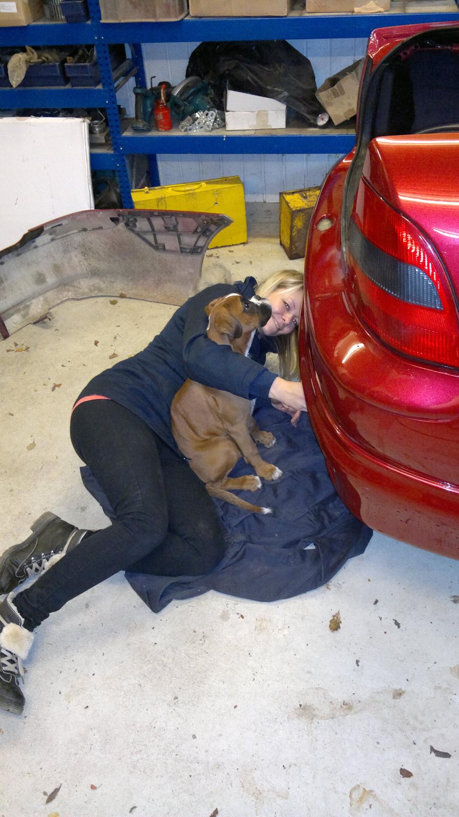 Boxer Mickey - Vil gerne være med i alt også når der skal skiftes kofanger på bilen.  billede 12