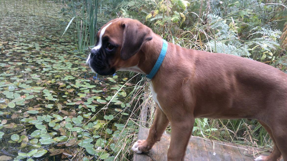 Boxer Mickey billede 11