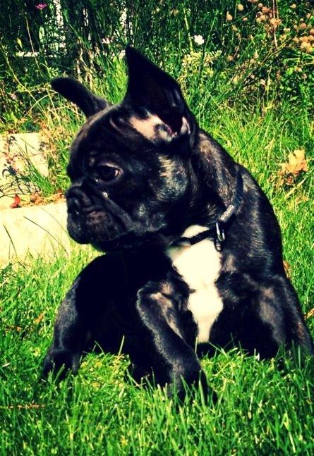 Fransk bulldog Humphrey Bogart - På tur - 11 uger billede 15