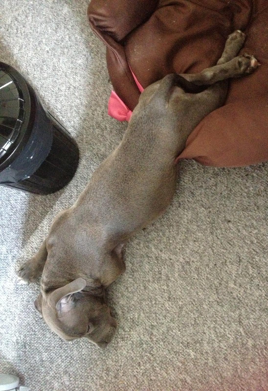 Staffordshire bull terrier Sabby billede 19