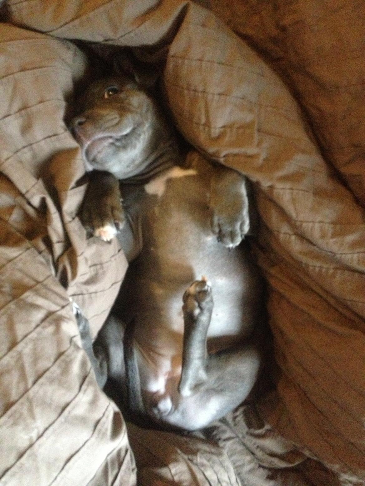 Staffordshire bull terrier Sabby billede 20