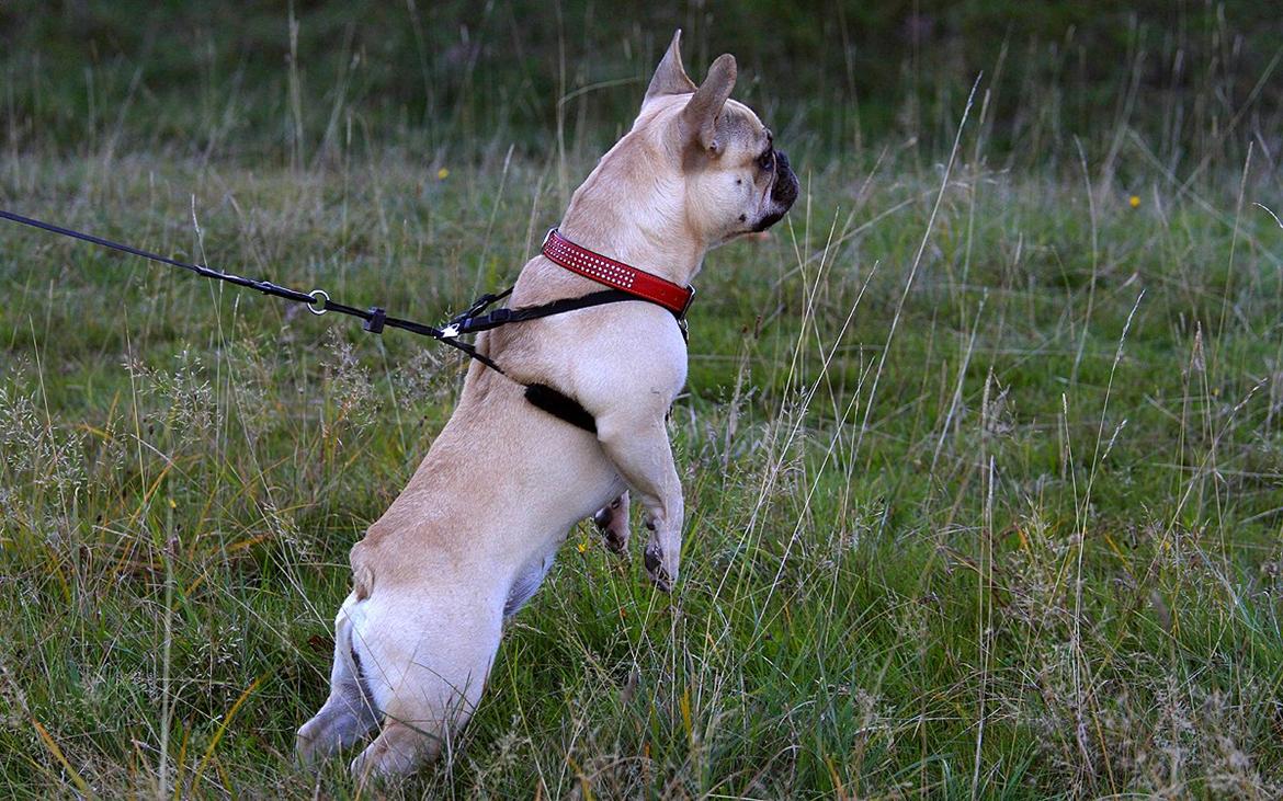 Fransk bulldog Diva billede 8