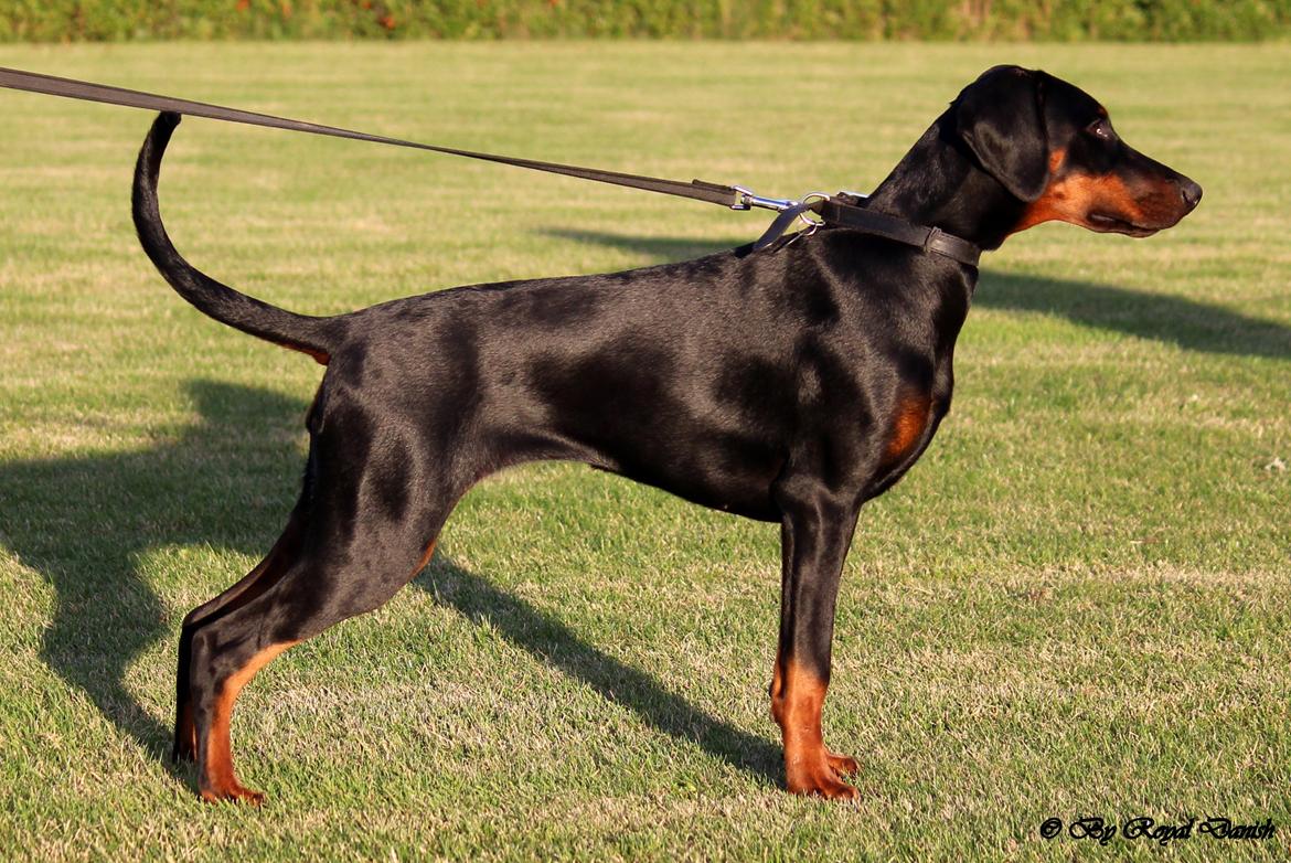 Dobermann Destiny´s Phoenix Invisible Touch aka Viper - Viper 5 1/2 måned billede 8