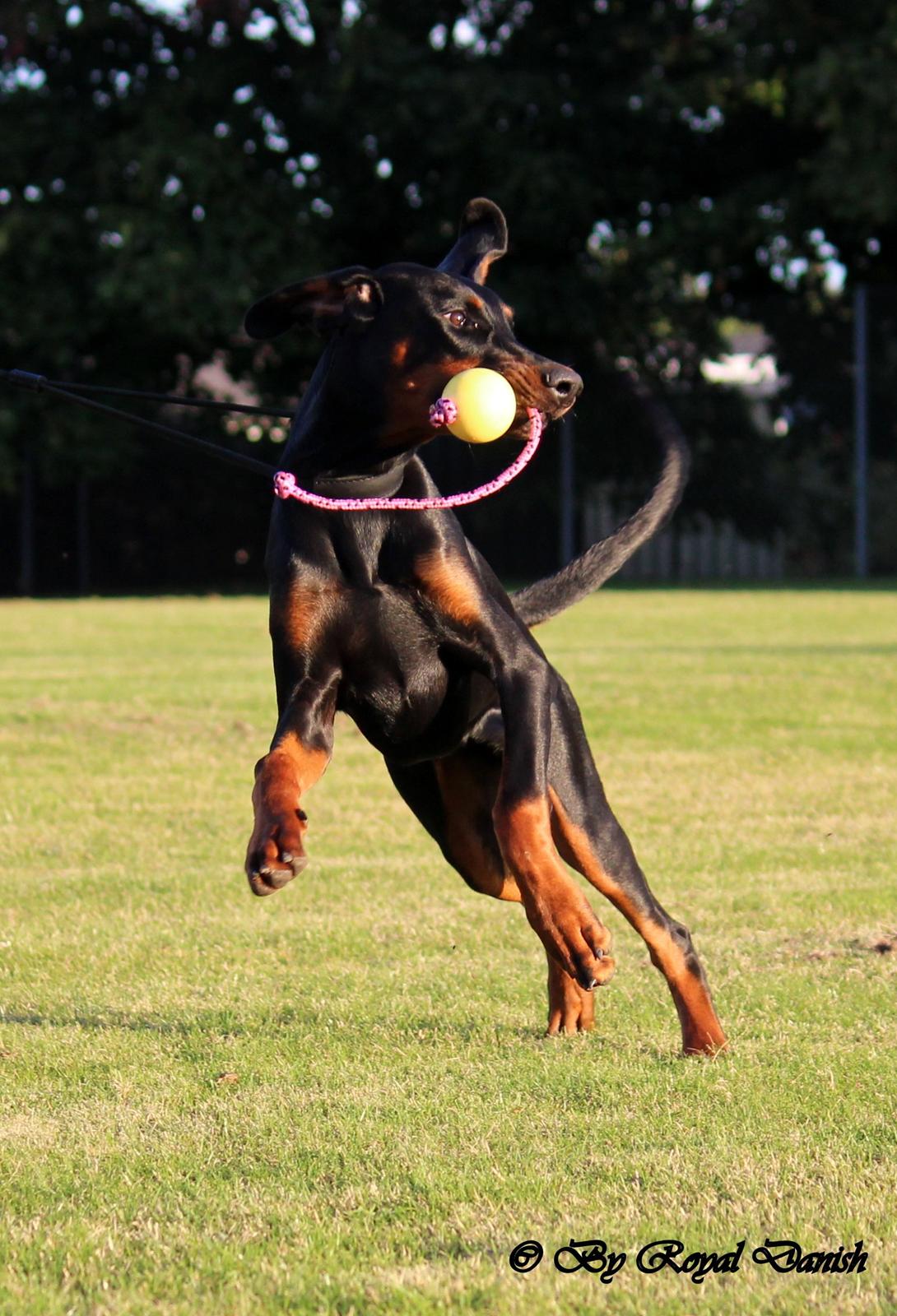 Dobermann Destiny´s Phoenix Invisible Touch aka Viper billede 7