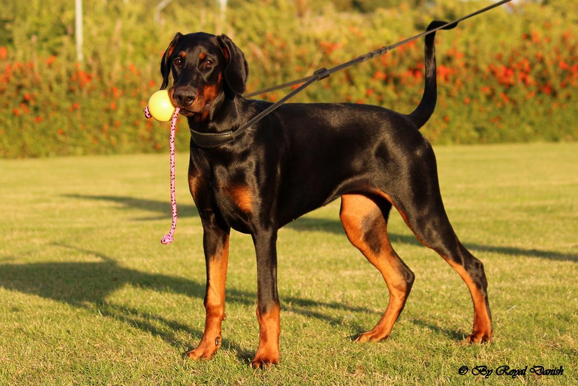 Dobermann Destiny´s Phoenix Invisible Touch aka Viper billede 9