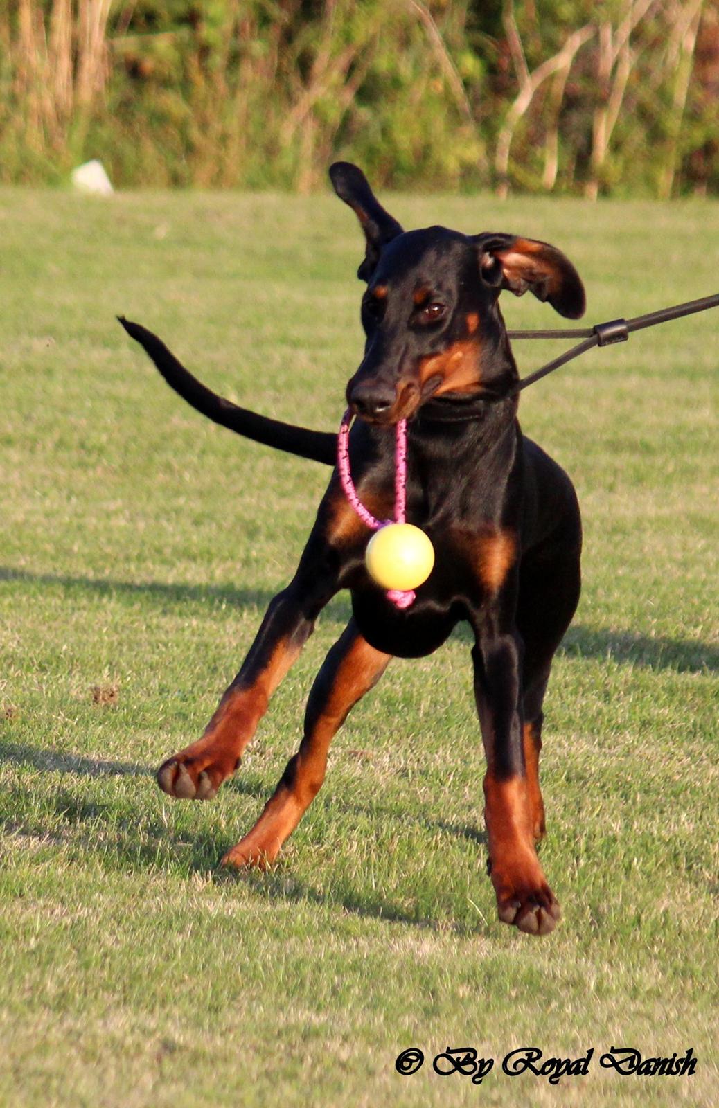 Dobermann Destiny´s Phoenix Invisible Touch aka Viper billede 10