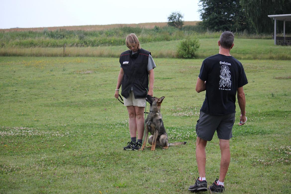 Schæferhund Ricla's Angus billede 3
