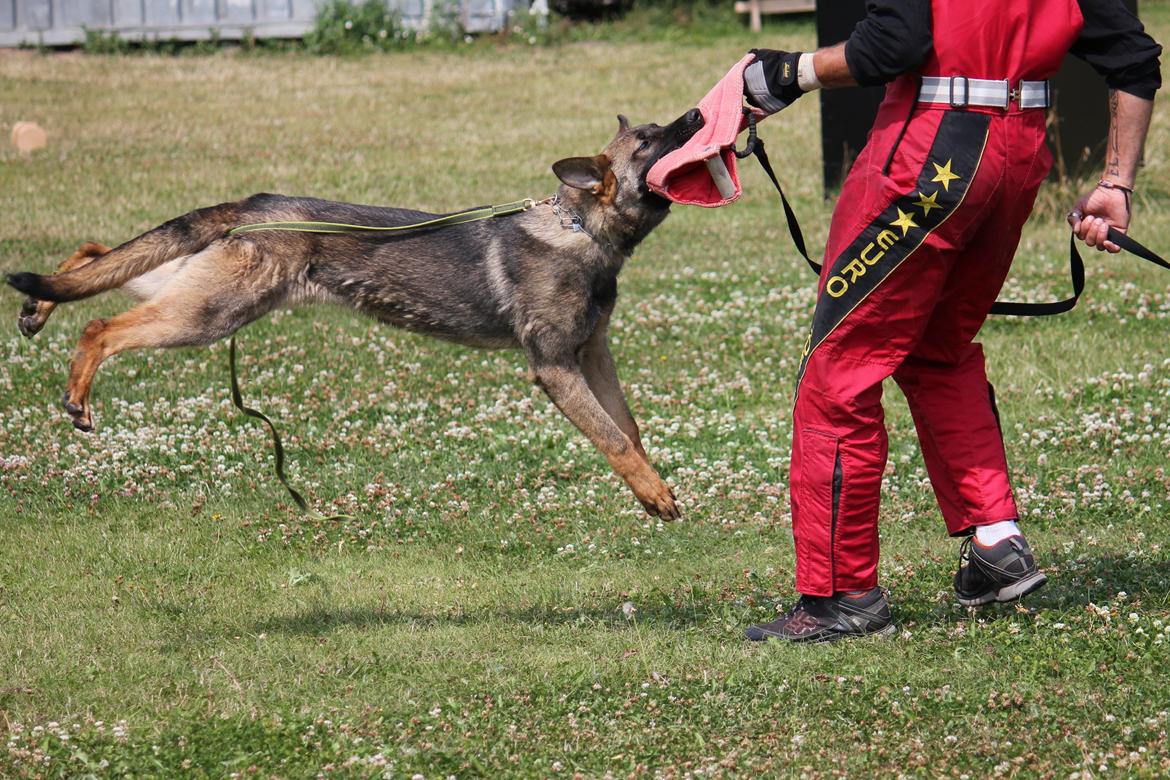 Schæferhund Ricla's Angus billede 4