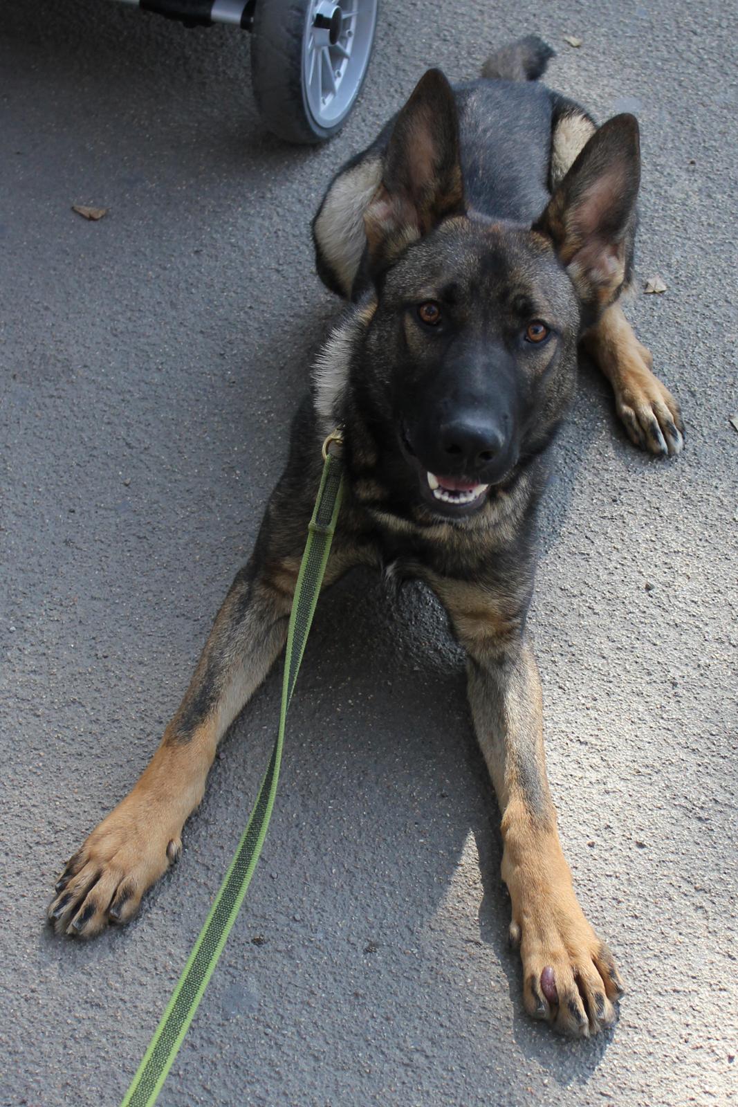 Schæferhund Ricla's Angus billede 2