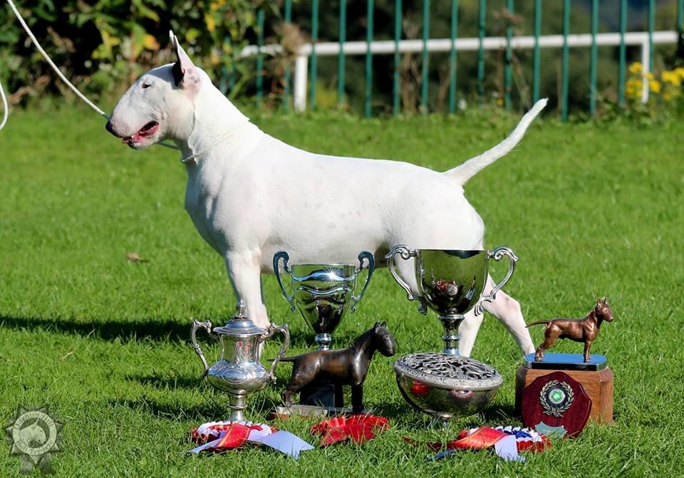Bullterrier Amy - BIS + bedste bevægelser 29.09.13 billede 3