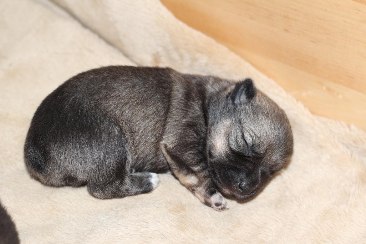 Västgötaspids Gaia R. I. P - Gaia  billede 10