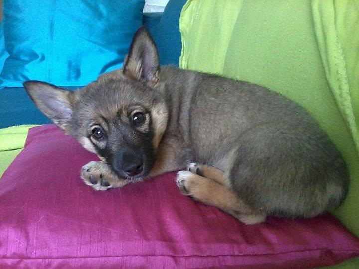 Västgötaspids Gaia R. I. P billede 13