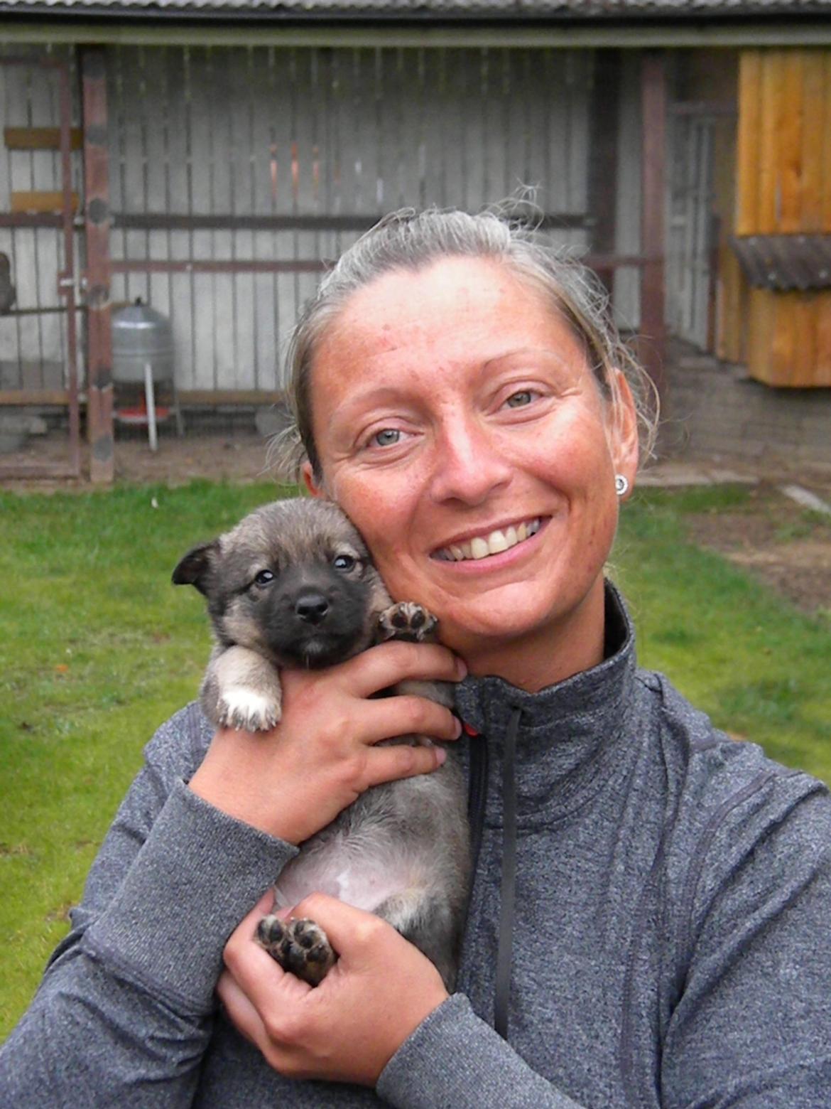 Västgötaspids Gaia R. I. P - Besøg hos avler da Gaia var  5 uger billede 11