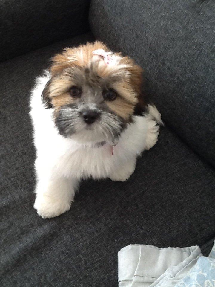 Lhasa apso Bibi Friis  billede 15