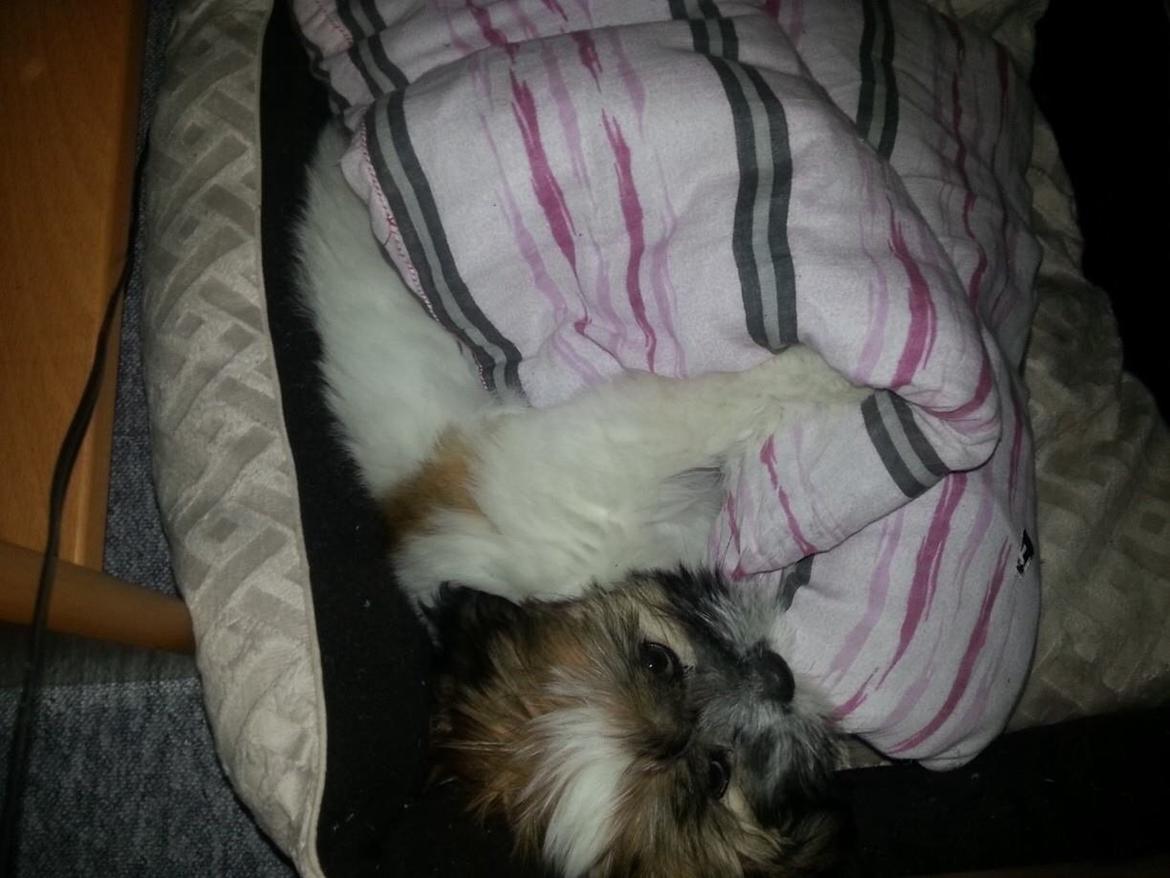 Lhasa apso Bibi Friis  billede 16