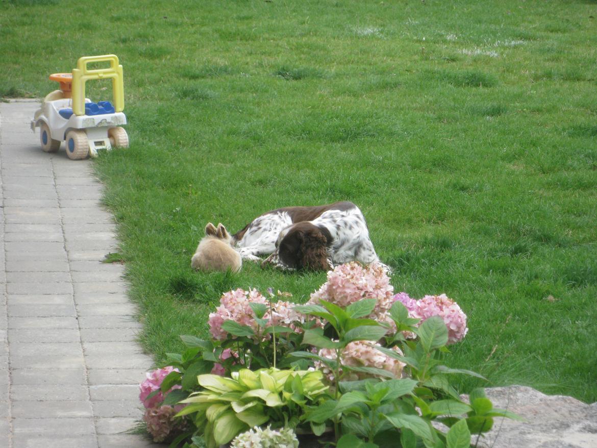 Engelsk springer spaniel Freja billede 3