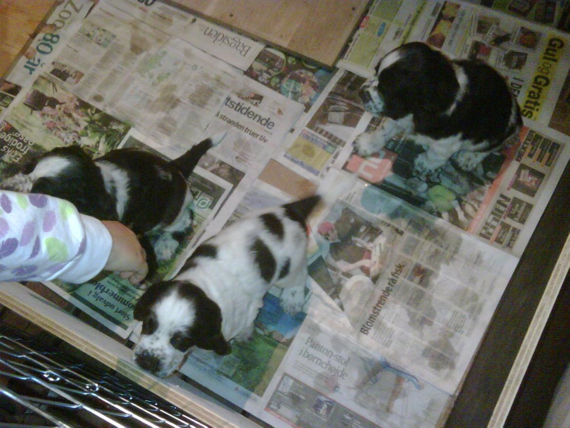 Engelsk springer spaniel Freja billede 4