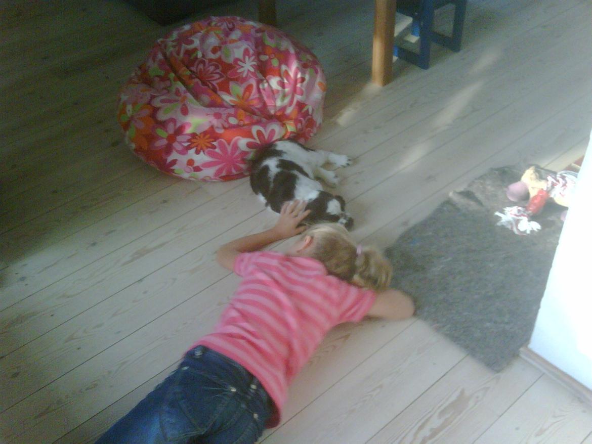 Engelsk springer spaniel Freja billede 5