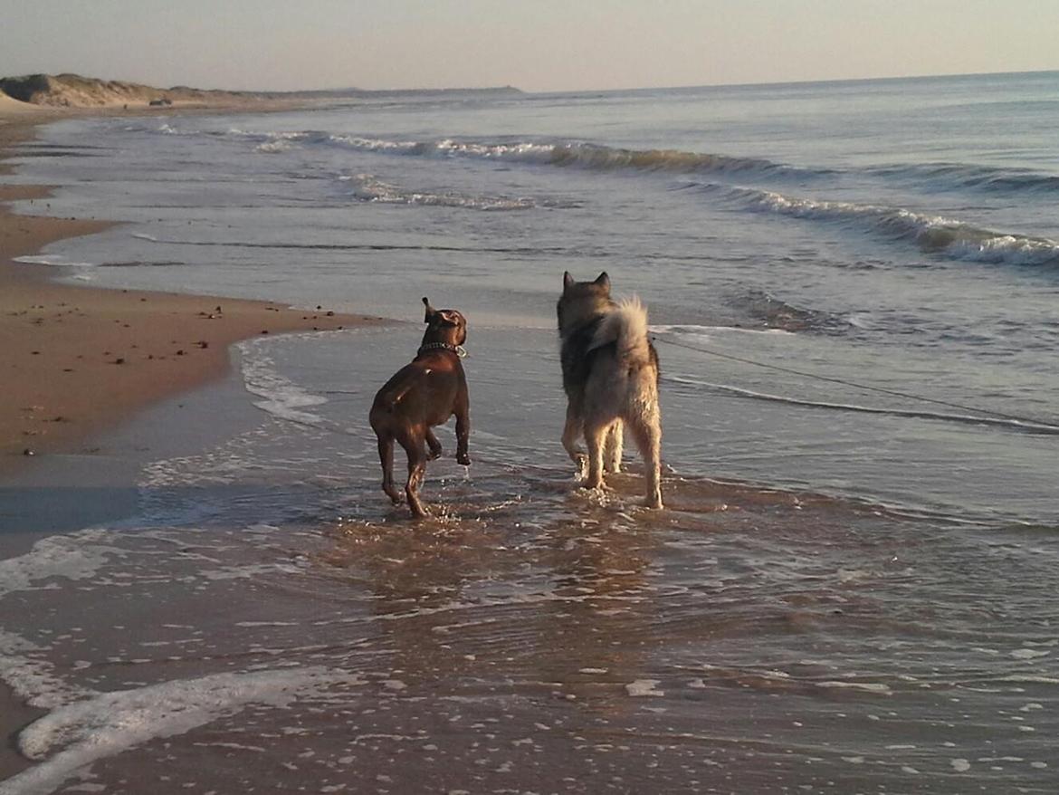 Boxer Mickey billede 8