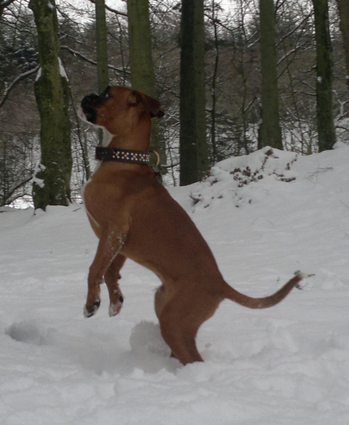 Boxer Mickey billede 13