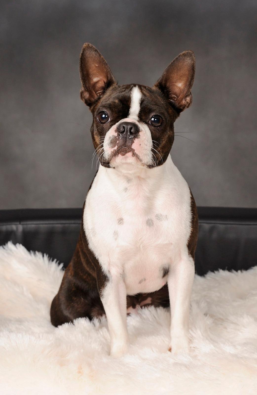 Boston terrier Rieckholms Belladonna billede 1
