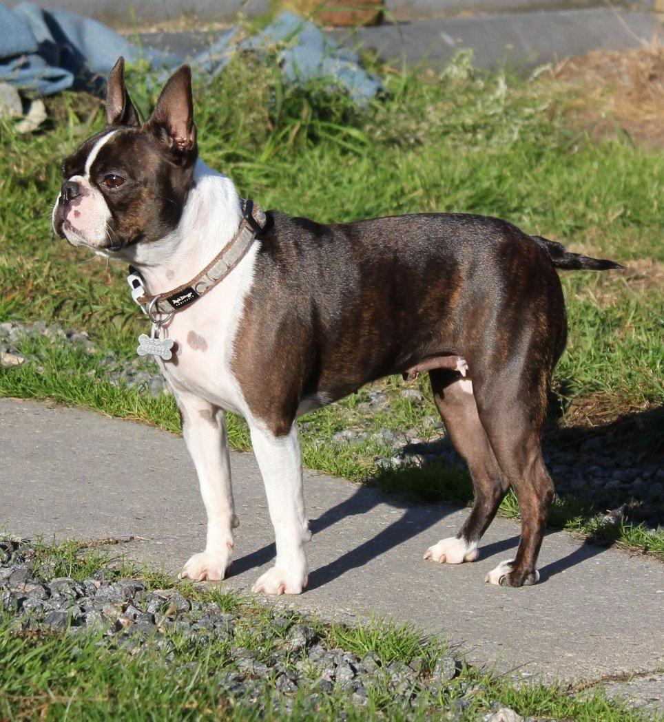 Boston terrier Rieckholms Belladonna billede 2