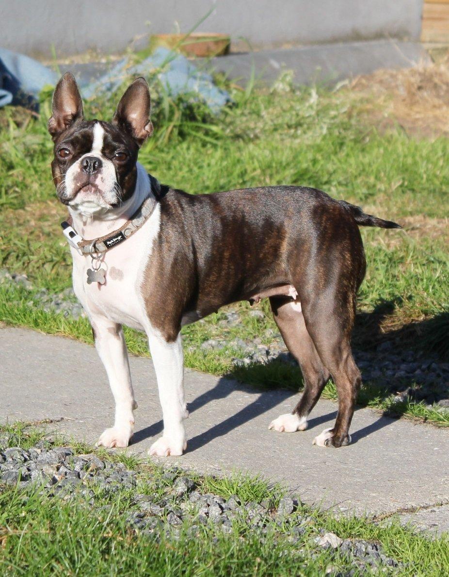 Boston terrier Rieckholms Belladonna billede 3