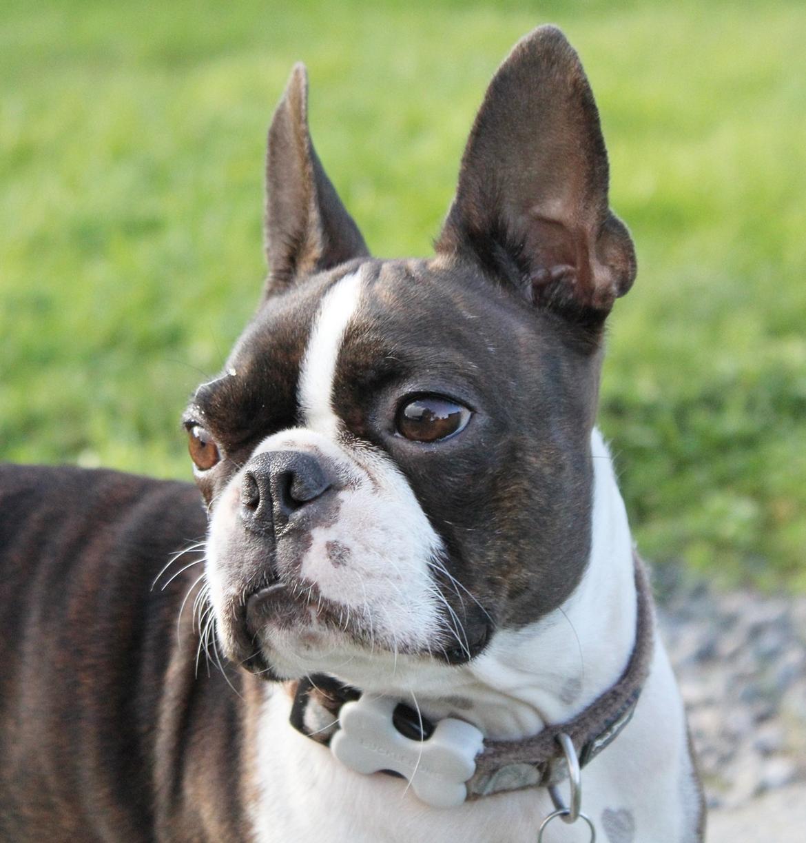 Boston terrier Rieckholms Belladonna billede 4