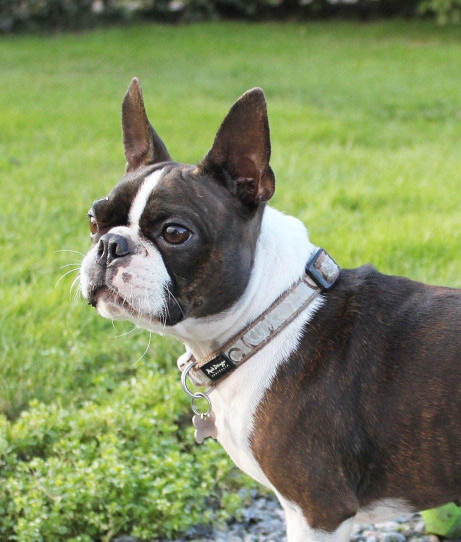 Boston terrier Rieckholms Belladonna billede 5