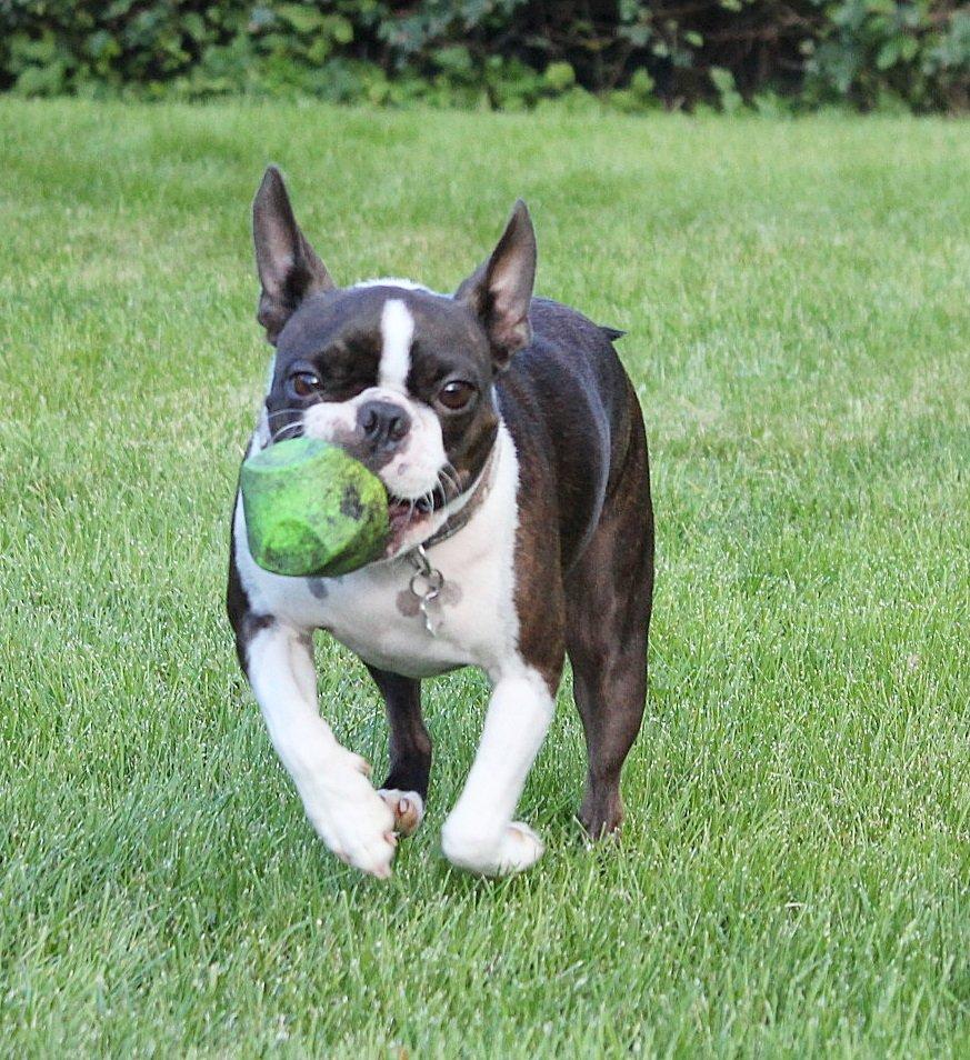 Boston terrier Rieckholms Belladonna billede 6