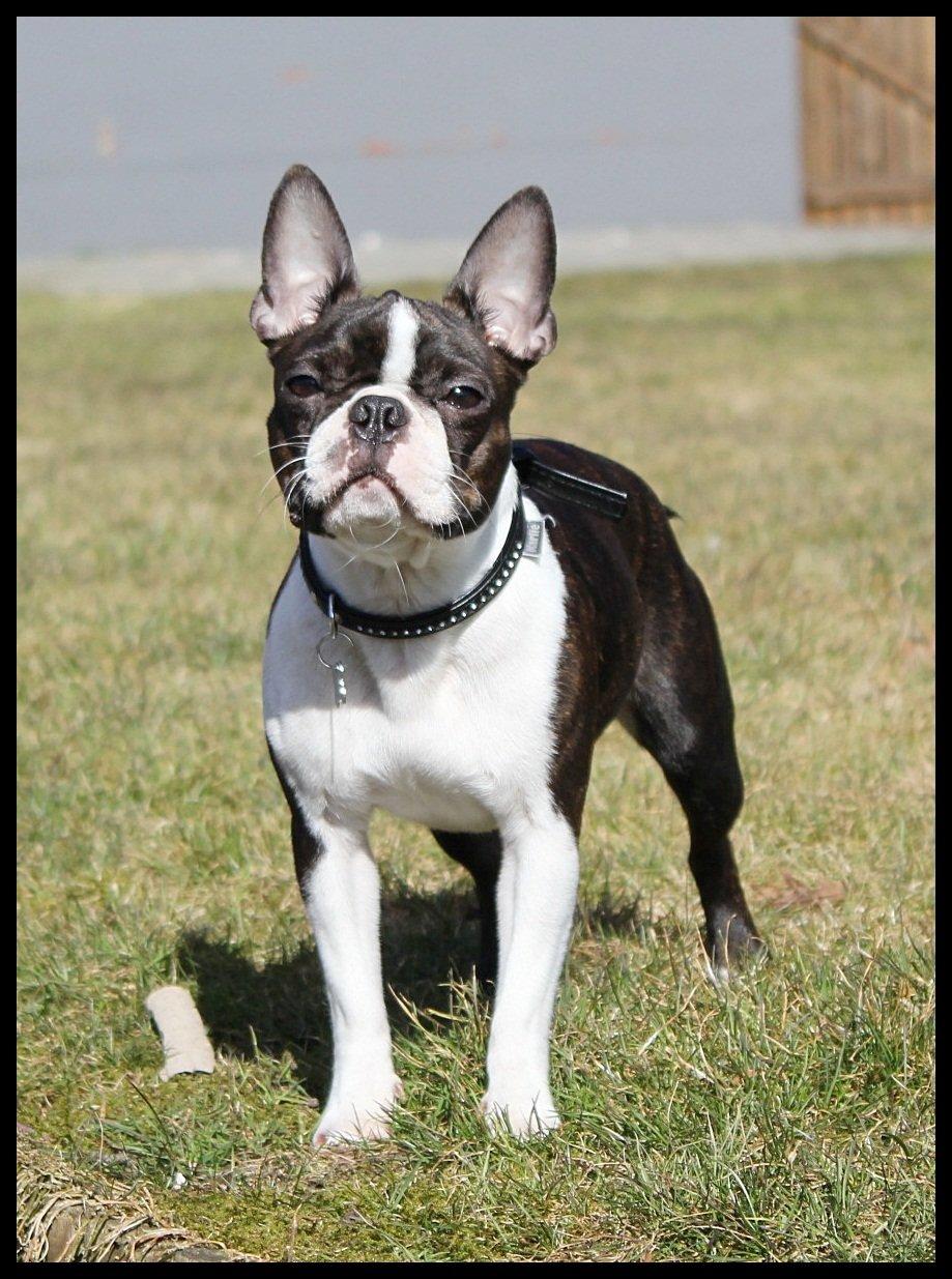 Boston terrier Rieckholms Belladonna billede 7