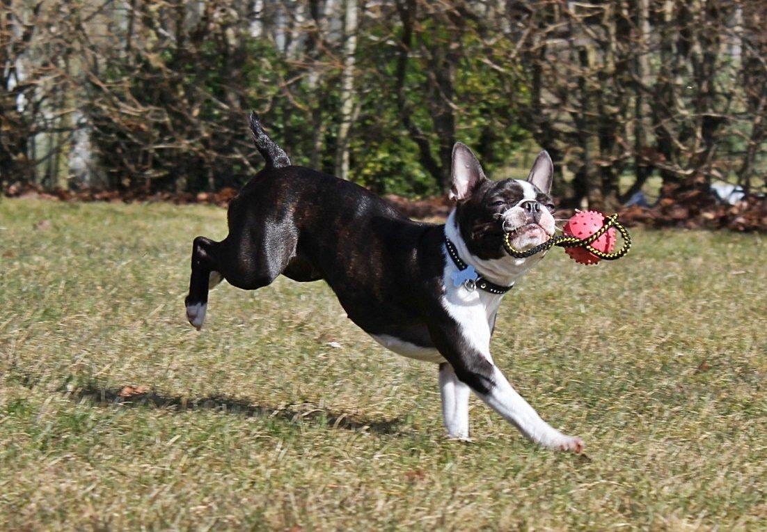 Boston terrier Rieckholms Belladonna billede 8