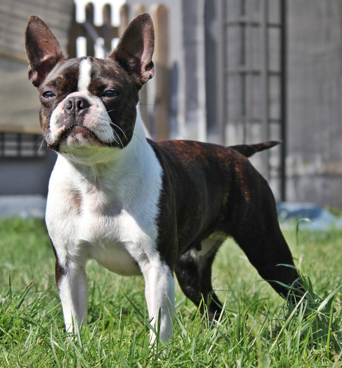 Boston terrier Rieckholms Belladonna billede 9