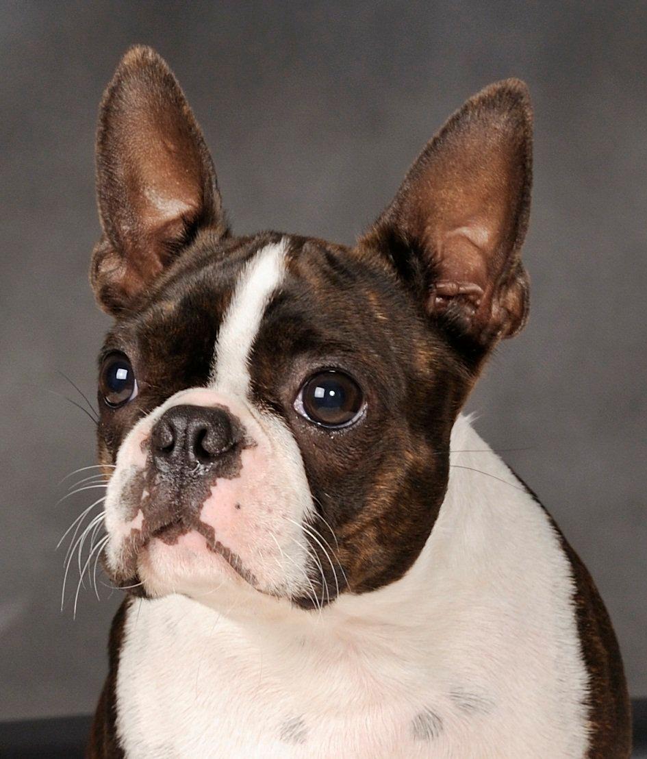 Boston terrier Rieckholms Belladonna billede 10