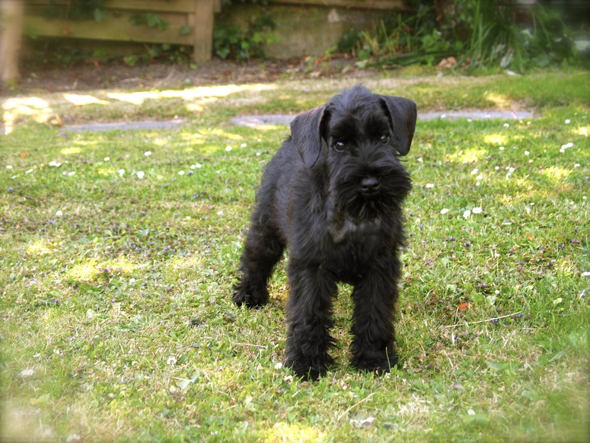 Dvaergschnauzer Sváva's I'm Coco Chanel - SÅ cute efter første trim <3 billede 15