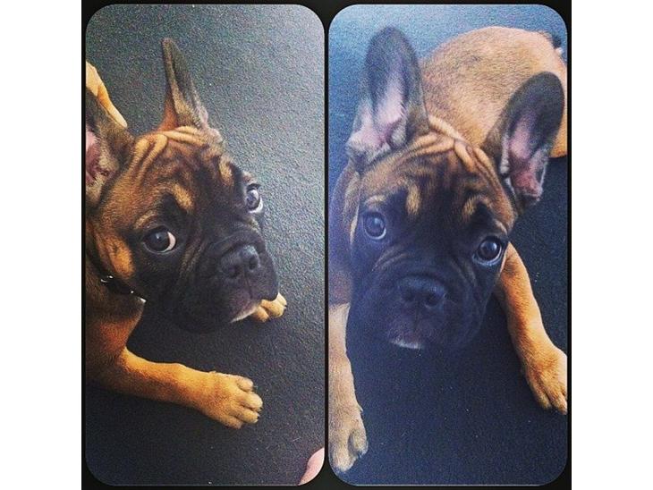 Fransk bulldog Tjoco billede 1