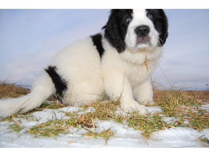 Landseer Borgmosegaards Frej, Poseidon billede 1