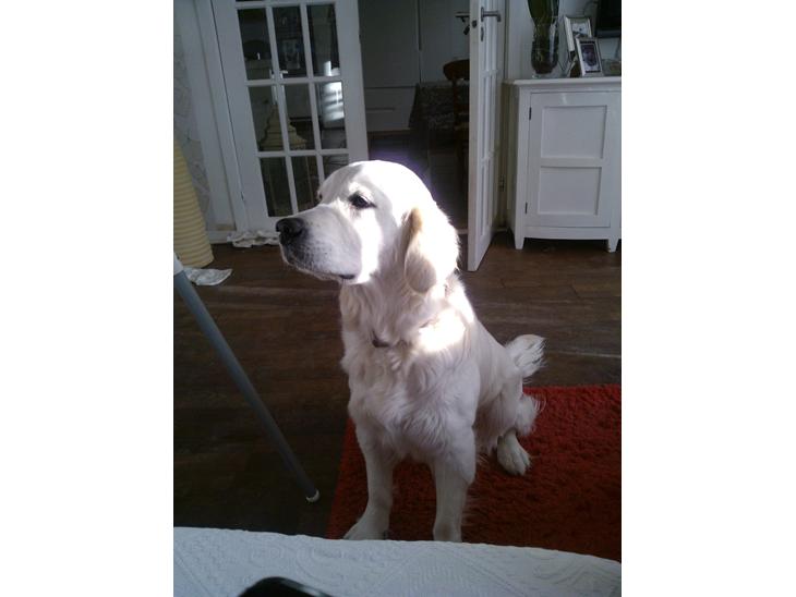 {{currentPhoto.altText}} billede {{currentPhoto.number}}