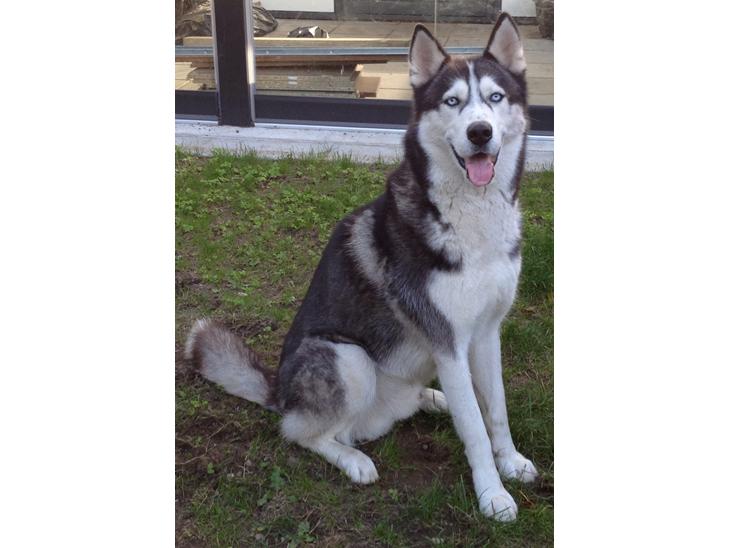 Siberian husky Tayson - september 2013 billede 1