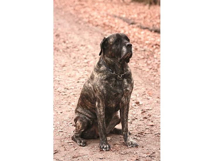 Mastiff Hugedogges Philipa billede 1